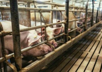 Nuove misure della Regione Lombardia per la peste suina