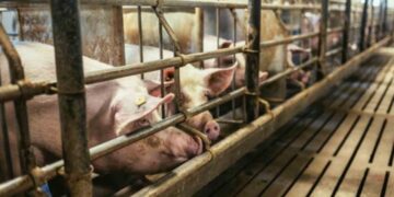 Nuove misure della Regione Lombardia per la peste suina