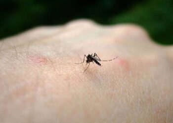 Nuovi contagi di West Nile in Sardegna