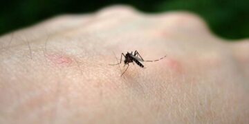 Nuovi contagi di West Nile in Sardegna