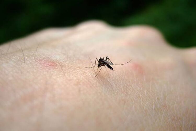 Nuovi contagi di West Nile in Sardegna