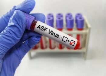 Revocate le restrizioni in Piemonte e Lombardia per la peste suina