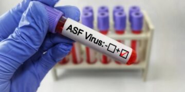 Revocate le restrizioni in Piemonte e Lombardia per la peste suina