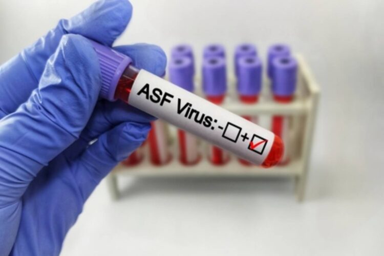 Revocate le restrizioni in Piemonte e Lombardia per la peste suina