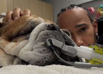 Roscoe, il cane di Lewis Hamilton, lotta per la vita