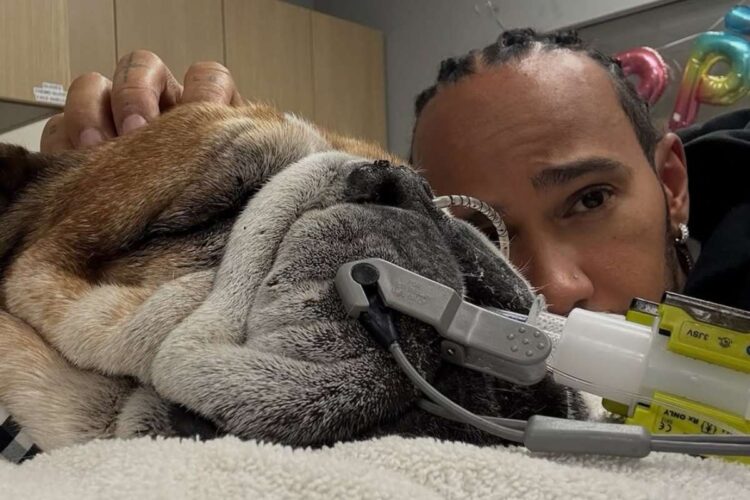 Roscoe, il cane di Lewis Hamilton, lotta per la vita
