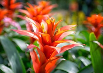 Fiorisce una sola volta, ma non muore mai: scopri l’incredibile segreto della Bromelia per una vita infinita