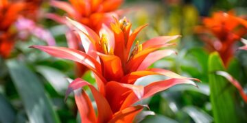 Fiorisce una sola volta, ma non muore mai: scopri l’incredibile segreto della Bromelia per una vita infinita