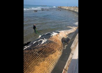 Balena spiaggiata a Livorno