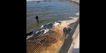 Balena spiaggiata a Livorno