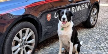 Il cane eroe vicino alla macchina dei carabinieri