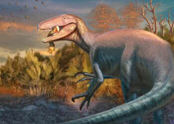 Il dinosauro Joaquinraptor casali