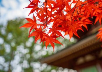 Autunno magico a Milano: 5 percorsi spettacolari dove vivere il foliage in un weekend