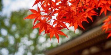 Autunno magico a Milano: 5 percorsi spettacolari dove vivere il foliage in un weekend