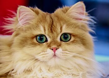 Quanto ci mette un gatto a dimenticarti davvero? La scienza ha svelato la verità