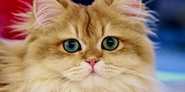 Quanto ci mette un gatto a dimenticarti davvero? La scienza ha svelato la verità