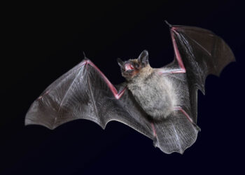 Quello che scopri ora: i pipistrelli hanno un sistema di comunicazione simile al linguaggio umano