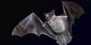 Quello che scopri ora: i pipistrelli hanno un sistema di comunicazione simile al linguaggio umano