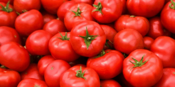 Cosa succede davvero al tuo corpo se mangi pomodori ogni giorno (la risposta non è scontata)