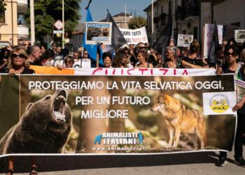 Una protesta animalista contro l'uccisione dell'orsa Amarena