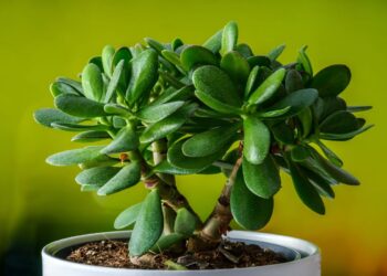 La pianta grassa che attira soldi e fortuna secondo il Feng Shui: ecco qual è e dove metterla