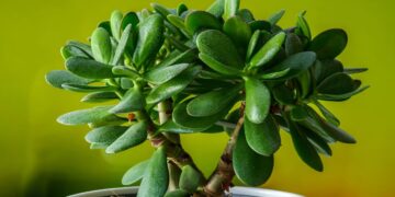 La pianta grassa che attira soldi e fortuna secondo il Feng Shui: ecco qual è e dove metterla