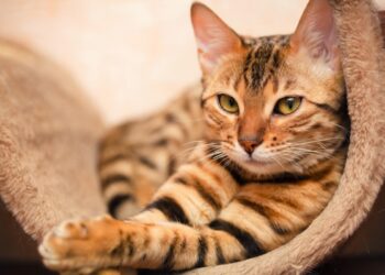 Razze di gatti a più alto rischio di malattie genetiche