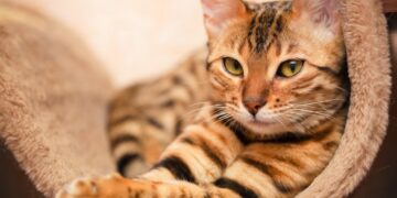 Razze di gatti a più alto rischio di malattie genetiche