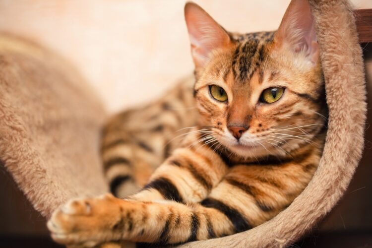 Razze di gatti a più alto rischio di malattie genetiche