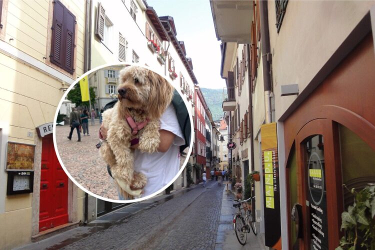 Tassa “di soggiorno” per i cani