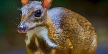 Sembra un cervo, ha le dimensioni di un topo: l’incredibile storia della creatura che non dovrebbe esistere