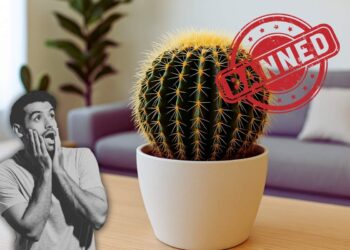 Cactus illegale in Messico