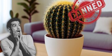 Cactus illegale in Messico