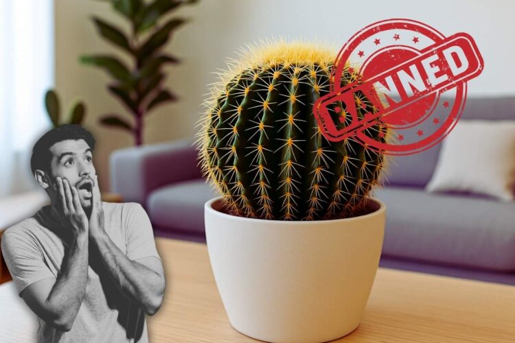 Cactus illegale in Messico