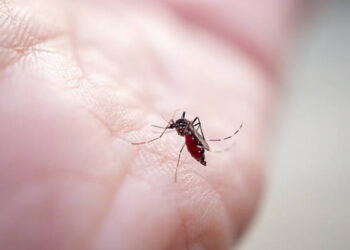 Chikungunya a Cesenatico