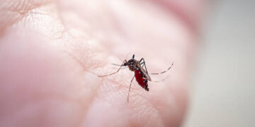 Chikungunya a Cesenatico