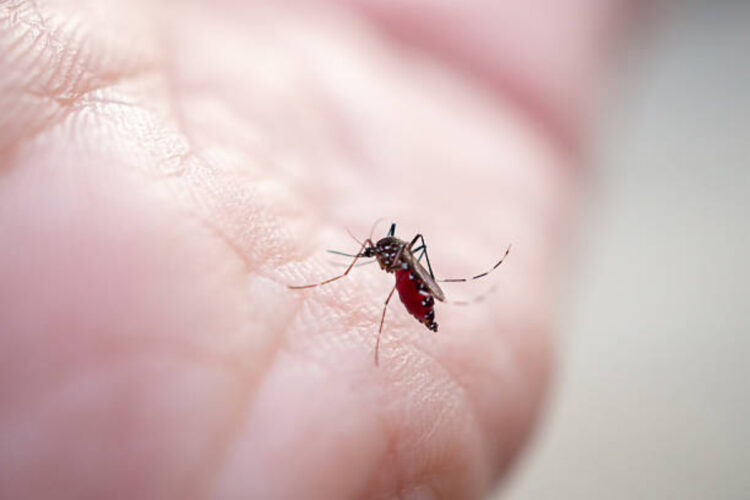 Chikungunya a Cesenatico