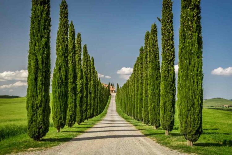 Toscana autentica: un itinerario tra boschi, chiese e racconti che sembrano usciti da un libro - Alanews.it