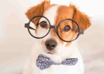 Le 12 razze di cani più intelligenti: la classifica che sorprenderà i padroni (ecco quali sono)