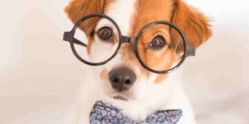 Le 12 razze di cani più intelligenti: la classifica che sorprenderà i padroni (ecco quali sono)