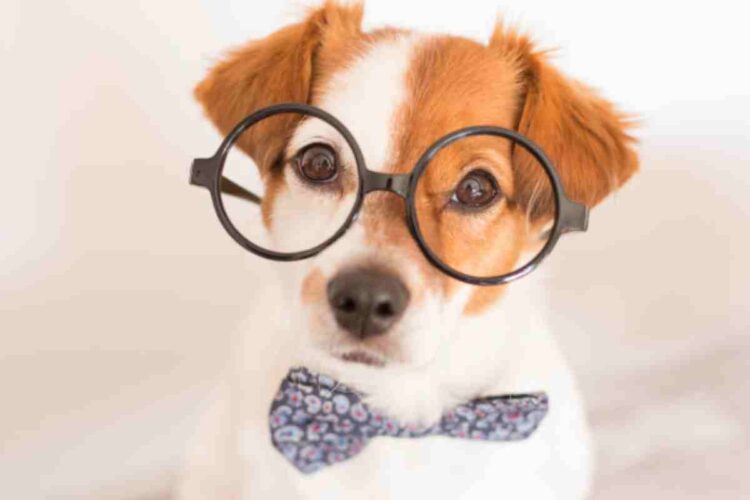 La scienza parla chiaro: le 12 razze con il più alto QI canino - Alanews.it