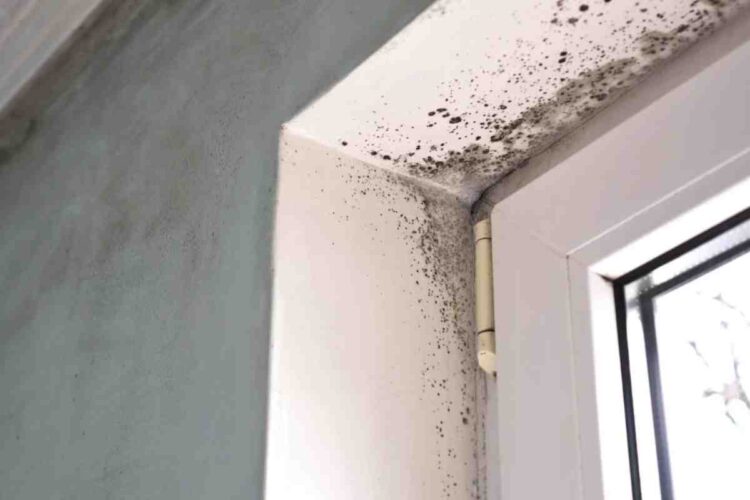 Ho risolto l’umidità in casa con un ingrediente da cucina (e funziona davvero) - Alanews.it