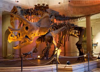 I fossili di due dinosauri