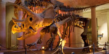 I fossili di due dinosauri