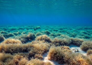 Prateria marina nell'Adriatico