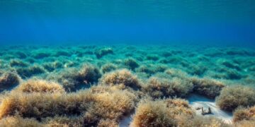 Prateria marina nell'Adriatico