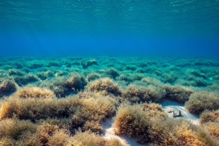 Prateria marina nell'Adriatico