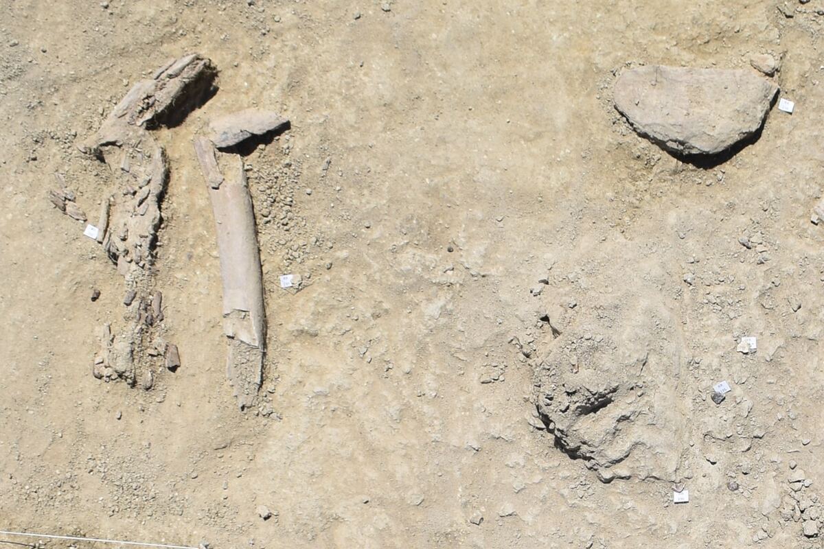 Quando a Roma vivevano gli elefanti area di Casal Lumbroso a Roma@LaSapienza