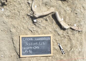 Quando a Roma vivevano gli elefanti… un racconto di 400.000 anni fa@LaSapienza