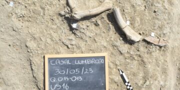 Quando a Roma vivevano gli elefanti… un racconto di 400.000 anni fa@LaSapienza